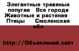 Элегантные травяные попугаи - Все города Животные и растения » Птицы   . Смоленская обл.